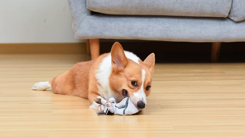 Star Wars Pets 3 Pcs The Mandalorian Set for Dog 9" Mandalorian, 9" GROGU, Bone