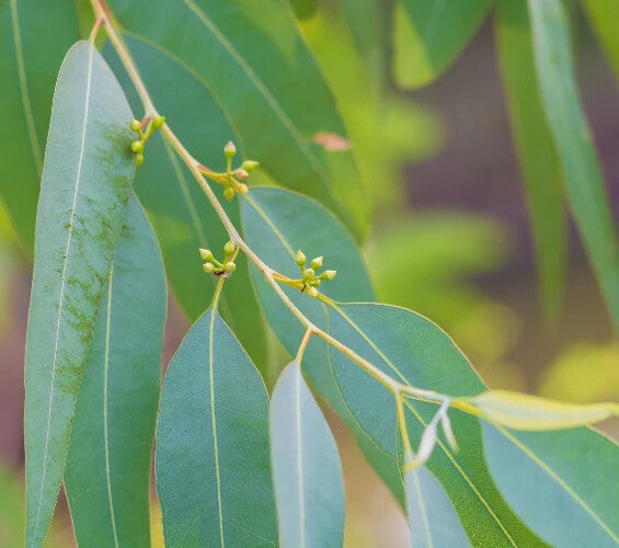 Bosisto's 100% Pure Eucalyptus Oil Aches Pains Cold & Flu Natural Remedies 500ml