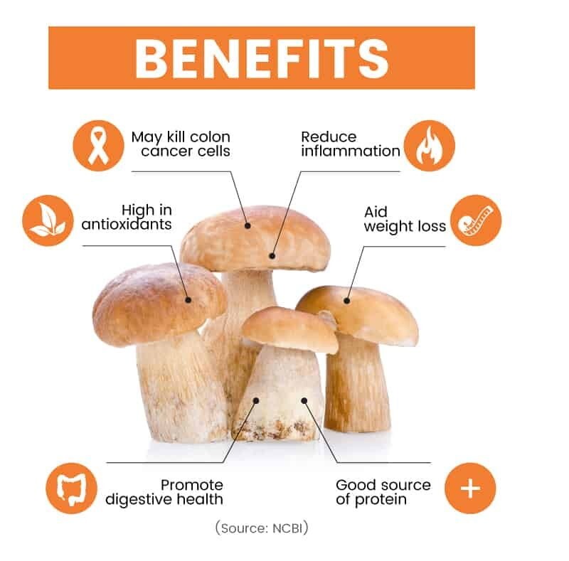 The Wild Mushroom Co Dried Porcini Mushroom 150g Packed in France - Express Post