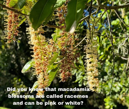 Cocolife Australian Cold Pressed Macadamia Oil 1 Litre For Cooking, Salads...